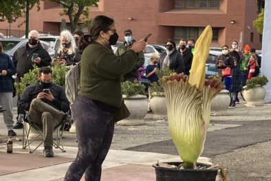 Bunga Bangkai Tumbuh di California, Bikin Ribuan Bule Penasaran