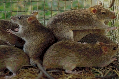 Kawasan Sepanjang Seribu Kilometer Diserbu Jutaan Tikus