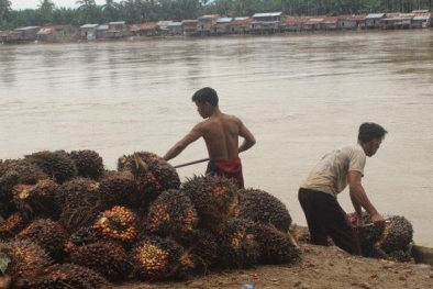 Sawit Jadi Penopang Ekonomi di Tengah Pandemi