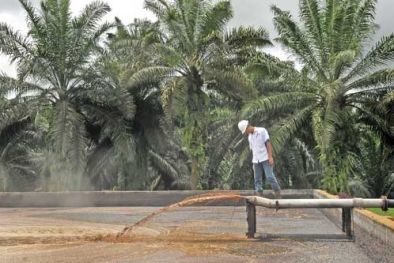 Perusahaan Inggris Incar Limbah Cair Kelapa Sawit Indonesia