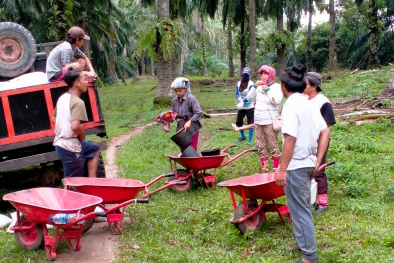 Harga TBS Turun Tipis, Petani Sawit Masih Optimis