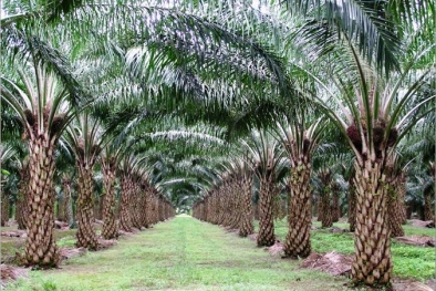 Harga Minyak Kelapa Sawit Lampaui Threshold