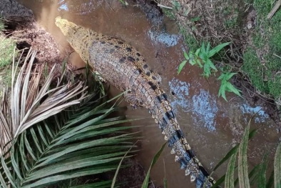 BKSDA Riau Mitigasi Konflik Buaya di Tempuling Indragiri Hilir