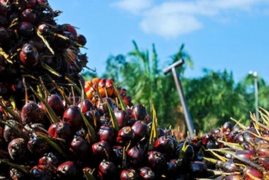 Ongkos Angkut Bengkak Bikin Harga Sawit di Aceh Rendah