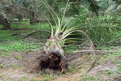 Teror Ganoderma Pada Petani Sawit Usai, Ditemukan Pembasminya