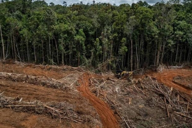 Gubernur Sutarmidji : HTI Tebangi Hutan, Sawit yang Disalahkan