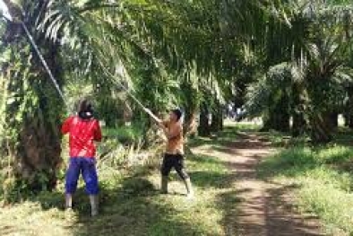 Harga TBS di Labura Bikin Petani Sawit Bergairah