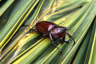 Cara Hadapi Oryctes rhinoceros dan Ganoderma Bakal Diungkap Ahlinya