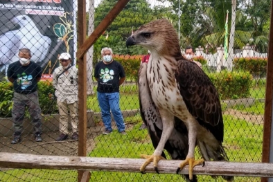 BBKSDA Riau Lepasliarkan Sejumlah Satwa Dilindungi di Inhil