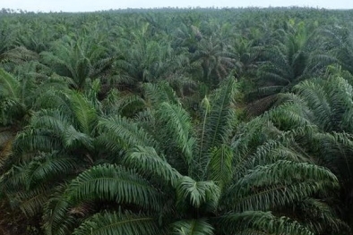 1,8 Juta Hektar Kebun Sawit Disebut Tak Berizin