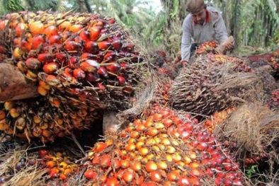 Harga Sawit di Riau Turun Lagi, Kini Tinggal Rp2.054