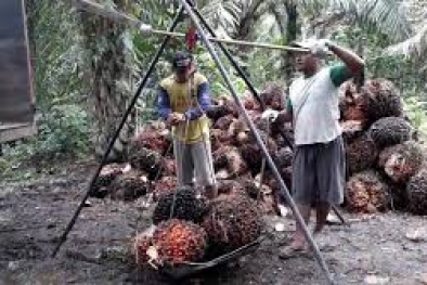 Harga TBS Turun Karena Kapal CPO "Kencing" di Laut?