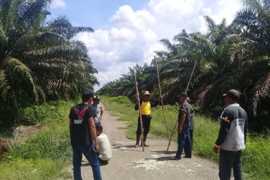 Bagi Hasil Plasma Tidak Jelas, Petani Ambil Alih Lahan Sawit