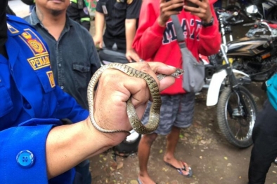 Parkir Dekat Pohon, Motor Wanita Ini Dimasuki Ular