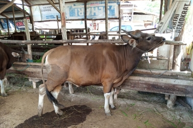 Pembeli Sapi Katino di Riau Sepi