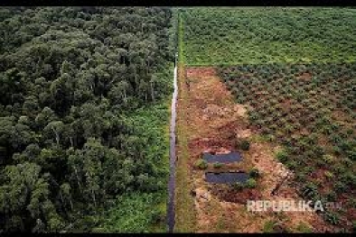 Meski Masuk Kawasan Hutan, Program Replanting Tetap Jalan