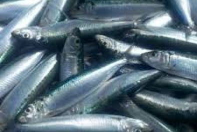 Ikan Dencis Penyumbang Inflasi Terbesar di Daerah ini