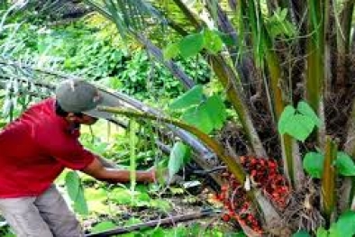 Nilai Tukar Petani Sumut Turun