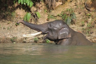 Pria Paruh Baya Meninggal Usai Diinjak Gajah Liar