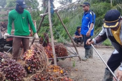 Sawit Diganti Tanaman Lain, Pasokan TBS Berkurang