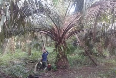 Harga Naik Lagi, Sawit Malah Trek