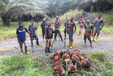 Kekurangan Tenaga Kerja, Industri Sawit Terancam Hancur