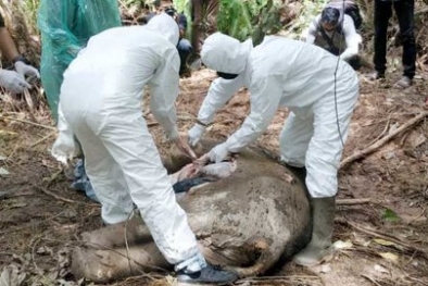 Gajah Sumatera Mati Tanpa Kepala, Diduga Dibunuh Pemburu Gading