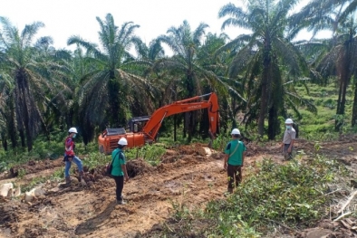 Puluhan Perusahaan Sawit Dilibatkan Dalam PSR