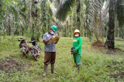 Petani Rohul Ikut Sertifikasi RSPO Demi Pasar Global