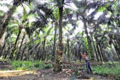 Banyak Potongan, Petani Sawit Merasa Dirampok PKS