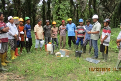 Saat Mau Peremajaan, Petani Terancam Hilang Kemitraan