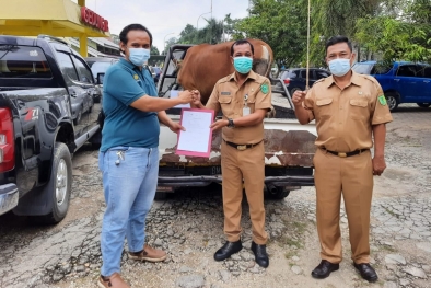 Perusahaan Sawit Bagikan 6 Ekor Sapi Kurban