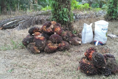 Mewah, Harga Sawit Naik Lagi di Riau Hingga Rp 2.508 Per Kilogram