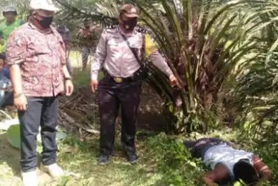 Dipatuk Ular, Penggembala Sapi Tewas di Kebun Sawit