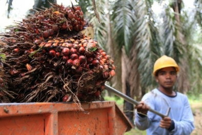 Akhir Pekan, Harga CPO Jambi Naik Lagi