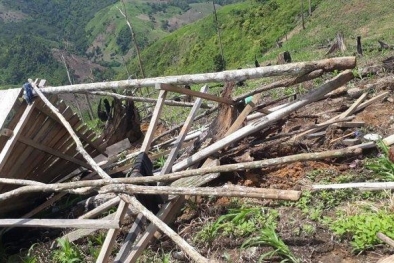 Kebun Dimasuki Gajah, Puluhan Batang Sawit Tumbang