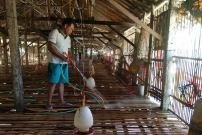 Ternak Ayam Ras Jadi Penghasilan Tambahan Petani Sawit