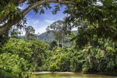 Alasan Hutan Sumatera Masuk 