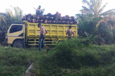 Kabar Gembira, Harga CPO Naik Nyaris 3 Persen