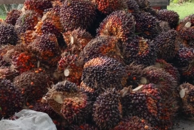 Makin Mewah, Harga Sawit di Riau Rp 2.643 Per Kilo