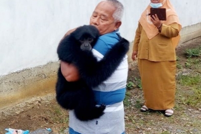 Kisah Pasutri Rawat Siamang Selama 6 Tahun di Rohul