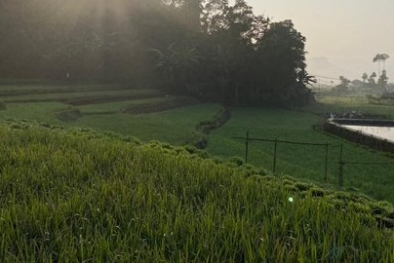 Produktivitas Petani Ciwidey Melonjak Sejak Tersentuh Program RJIT Kementan