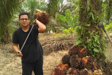 Kado HUT Riau ke-64, Harga Sawit Tembus Rp 2.762 Per Kilo