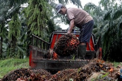 Harga CPO Stagnan Hari Ini, Adakah Peluang Bangkit?