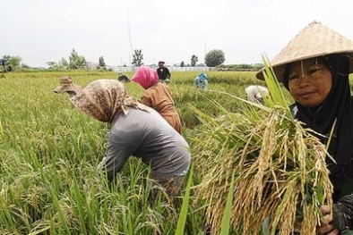 Petani Diminta Tingkatkan Kemampuan Pengolahan Pasca Panen