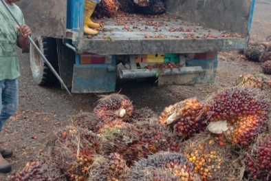 Sektor Pertanian Singkirkan Imbas Pandemi Covid-19