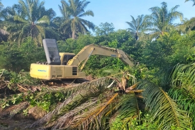 Baru Seperempat Kebun Sawit Tak Produktif yang Sudah Diremajakan