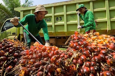 Harga CPO dan TBS Naik, PKO Turun