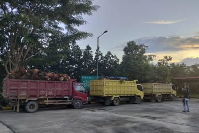 Lahan Bukan Milik Pelapor, Penyelidikan Pencurian Sawit Dihentikan