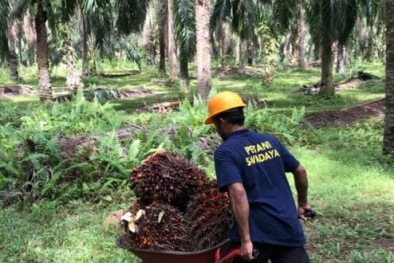 Harga Resmi TBS di Aceh Naik Drastis